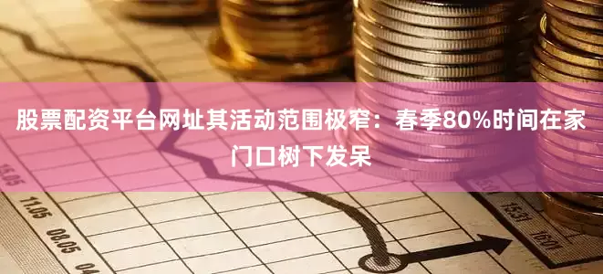 股票配资平台网址其活动范围极窄：春季80%时间在家门口树下发呆